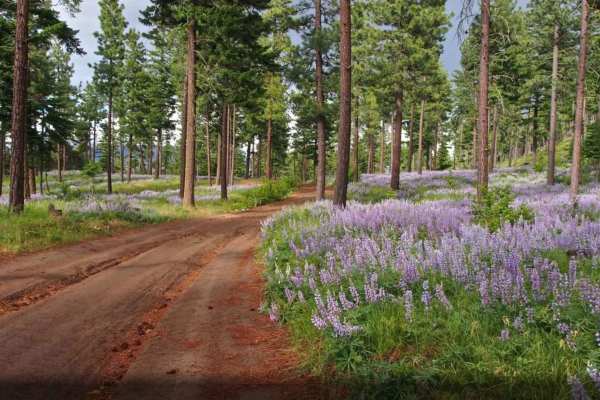Tamarack Ridge Road