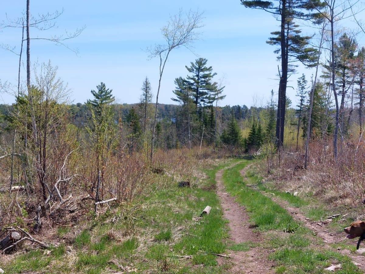 Schlatter Lake trail photo