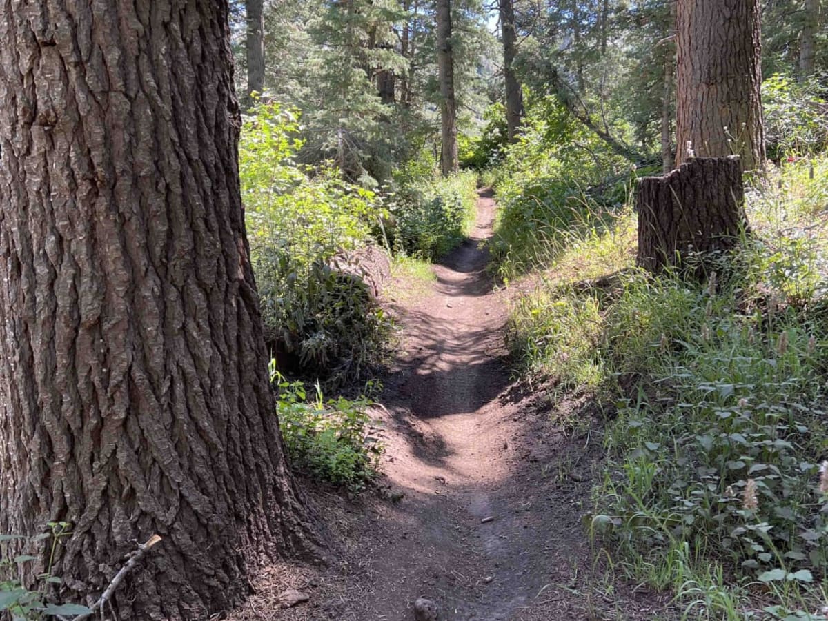 South Fork Little Deer Creek (2252) trail photo