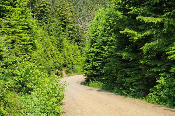 NF 2419-14 - Mt Ellinor Th Upper