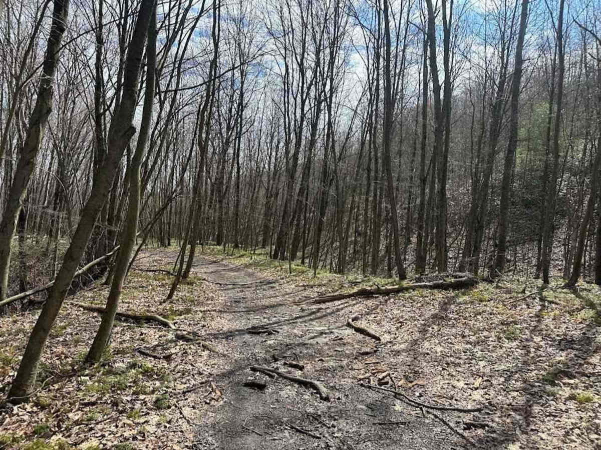 Ashland 115 photo 5
