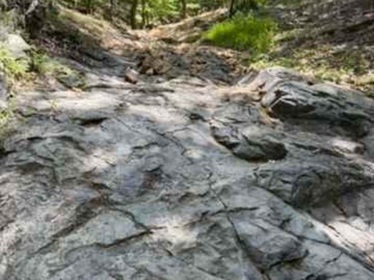 J29 Holtz Hill photo 5