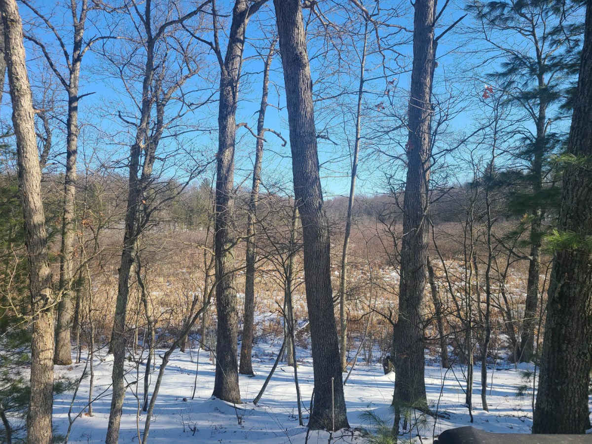Forest Road 9869 photo 4