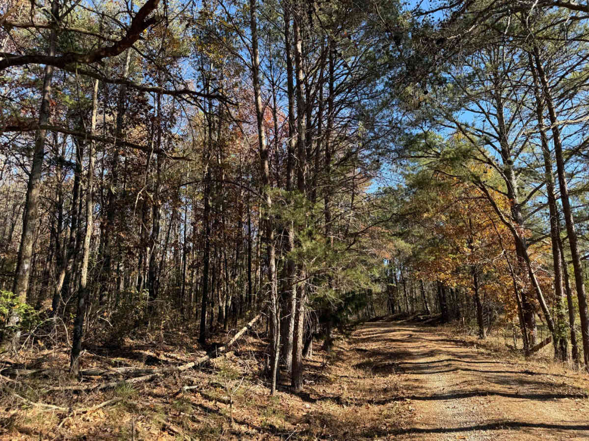 Hickory Grove Road - FS 255 photo 5