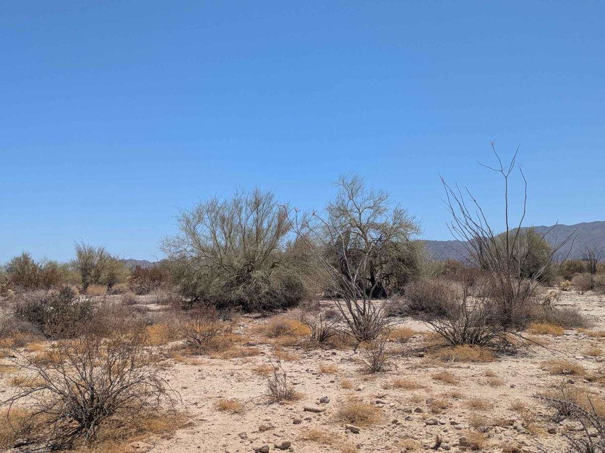 Palo Verde Run photo 4