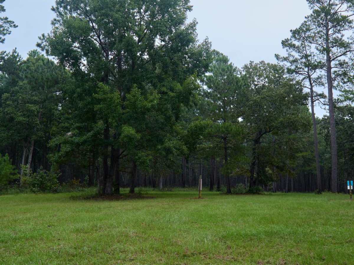 Bonneau Ferry WMA - Pond Recreation Area photo 3