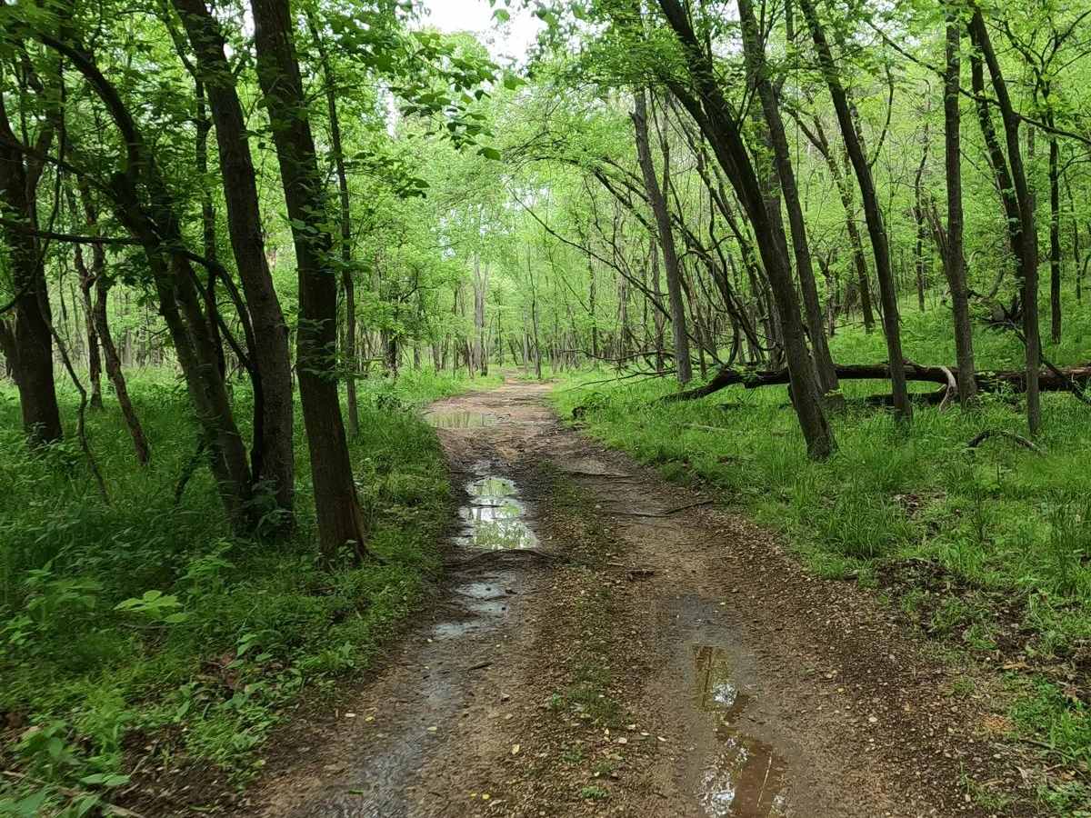 Dafron Branch Trail photo 6