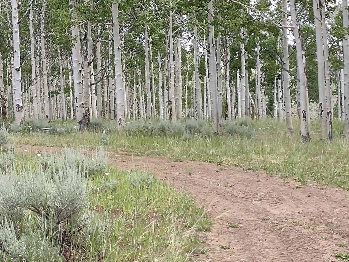 Papa Bear Spur Loop (FS 42453, 42449, 42450) photo 6
