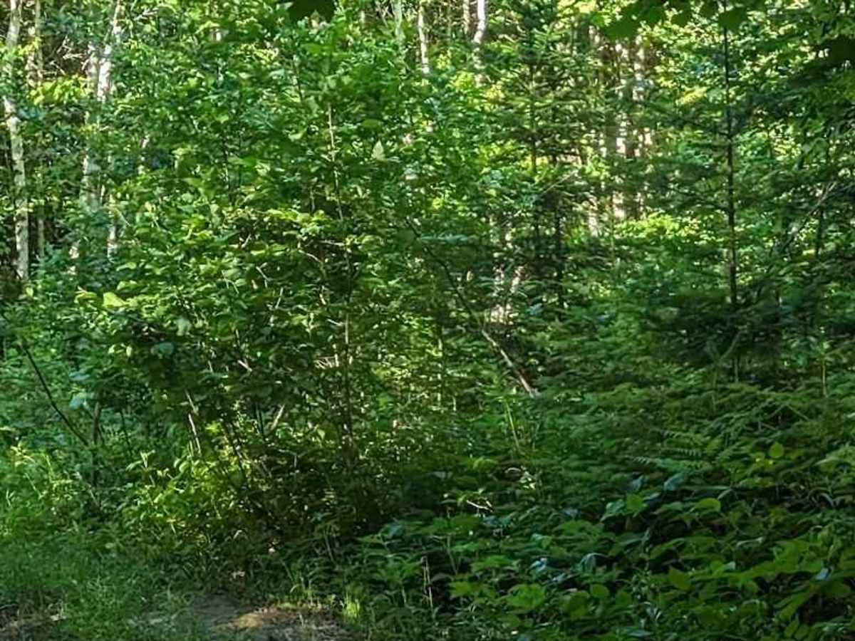 Sunshine Side Loop photo 5