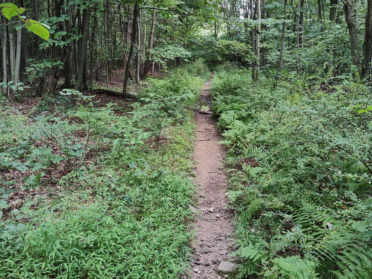 Cold Spring Trail - Single Track photo 4