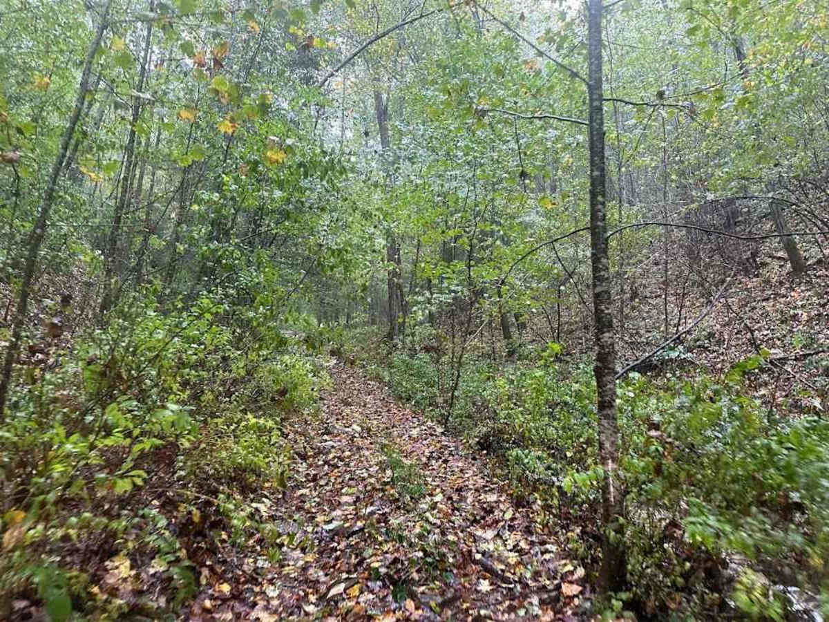 88 Black trail photo