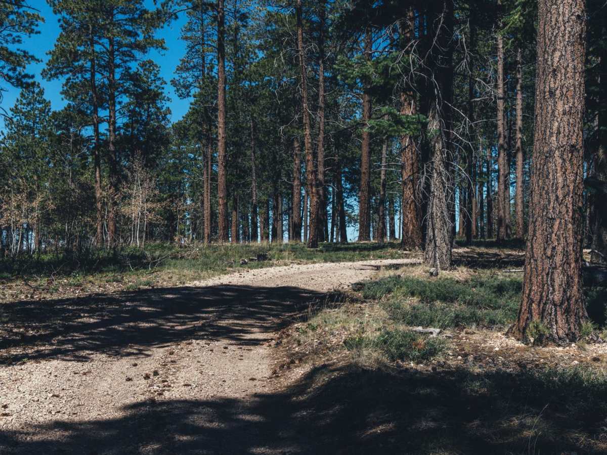 212/The Burned Hill photo 2