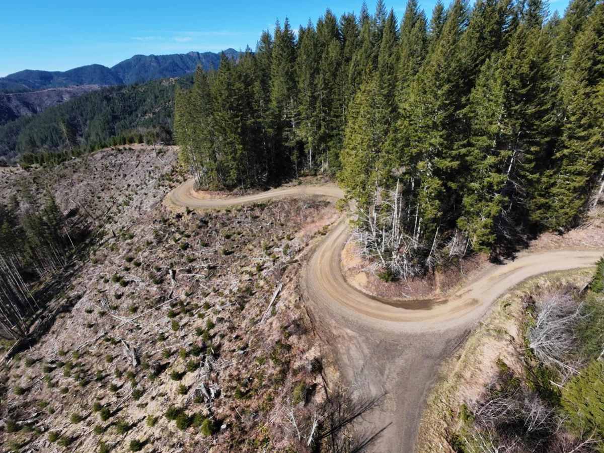 Kilchis Lookout Road trail photo