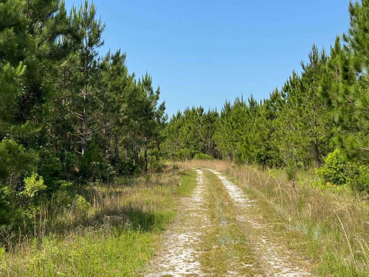 Grove Park WMA East Trail photo 3