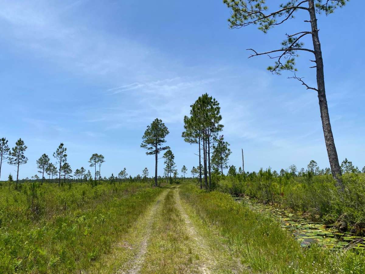 Snake Road photo 5