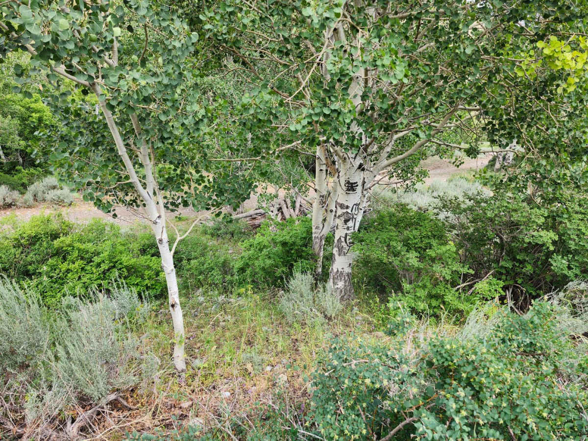 Bear Fork photo 4