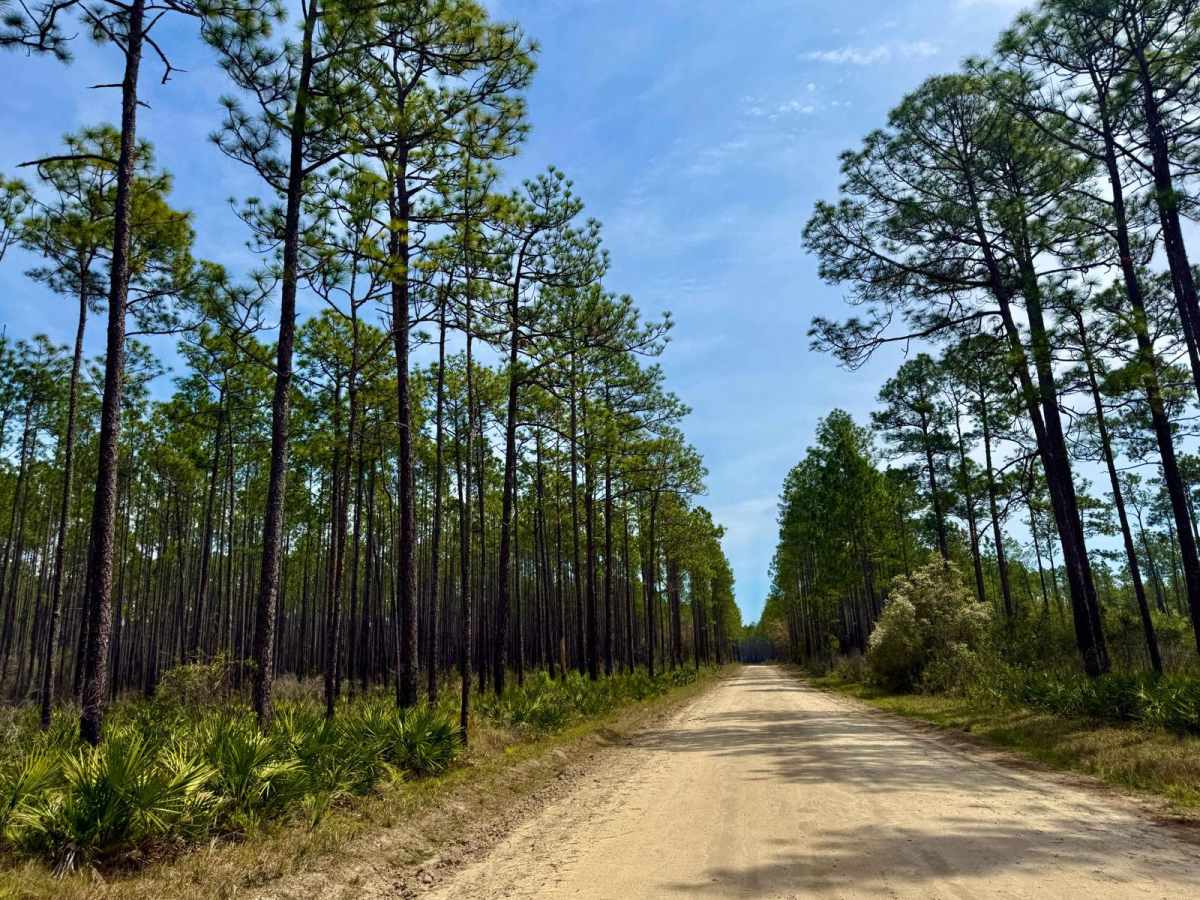 Whitehead Lake Road 186-C trail photo
