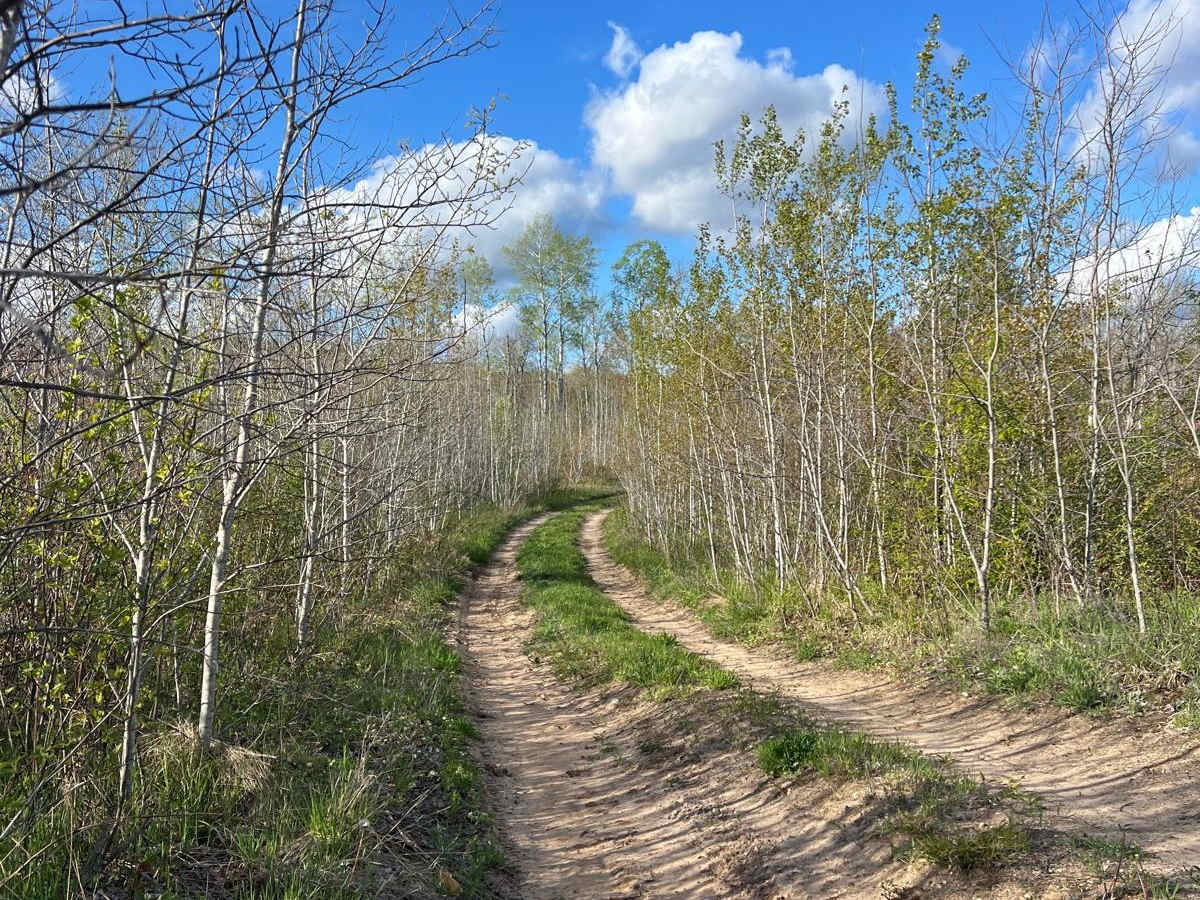 Narrow Birch Trail trail photo