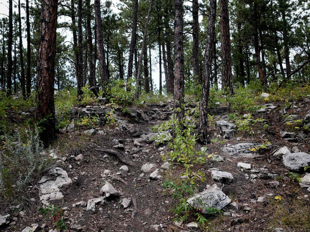 Devils Head 6660 photo 4
