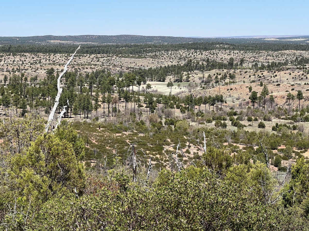 Fir Point View trail photo