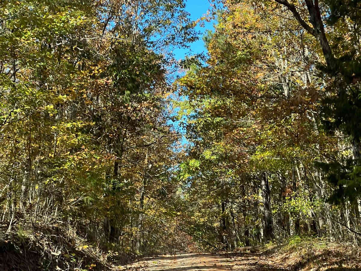 County Road 81 - FS 268 photo 2