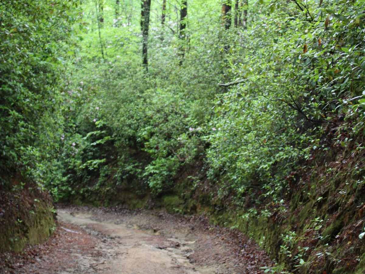 South Panther Creek Road (FSR 220) photo 2