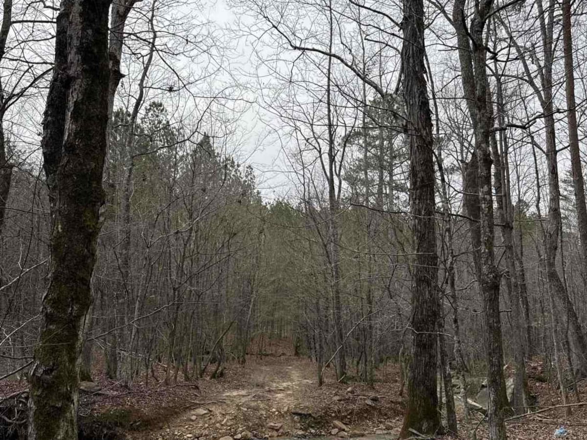 Eye of the Tiger photo 3