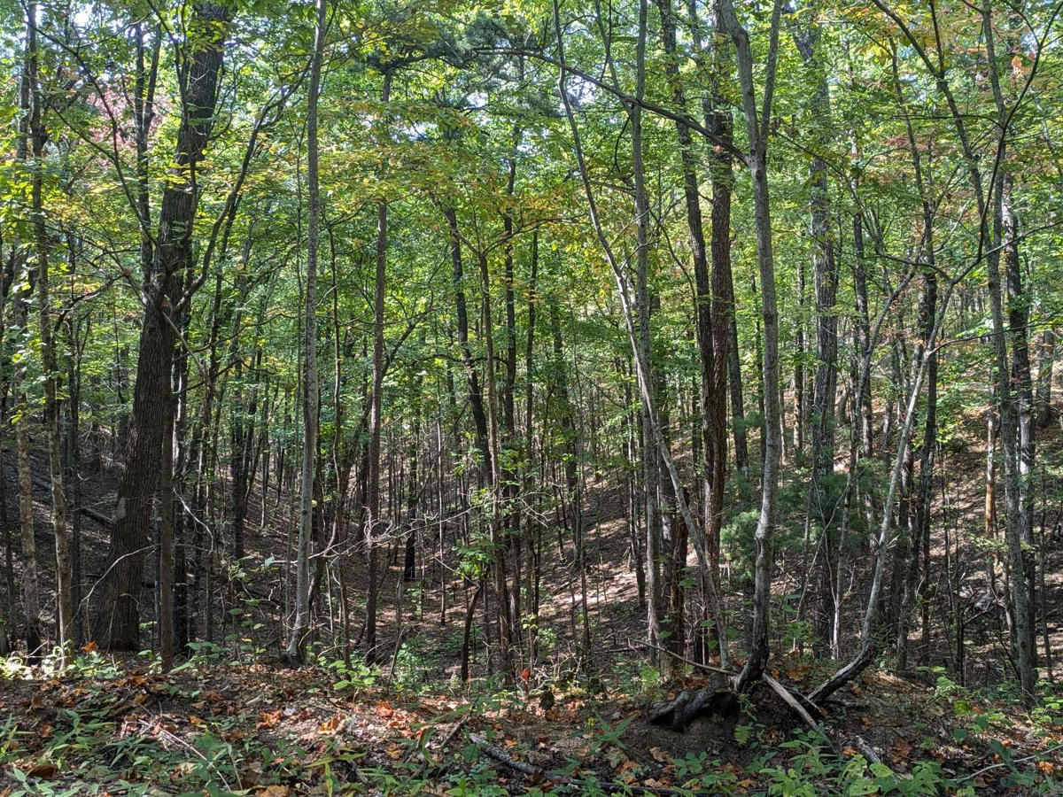 Bark Camp- Lost Cove- Miller's Ridge photo 6