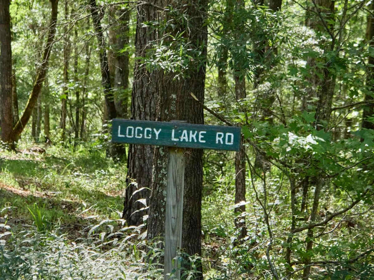 Loggy Lake Road trail photo