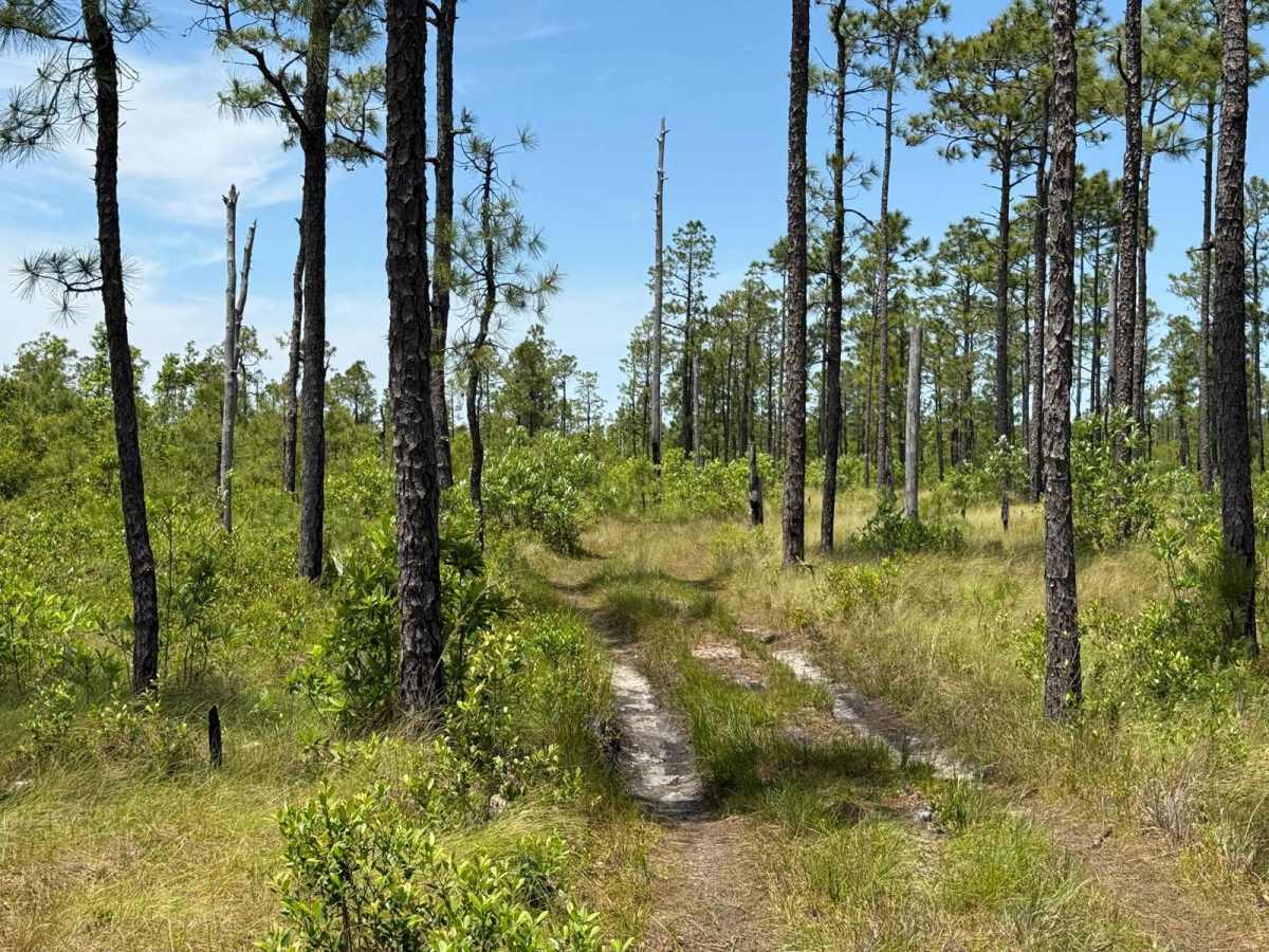 Pringle Road Spur 3 photo 3