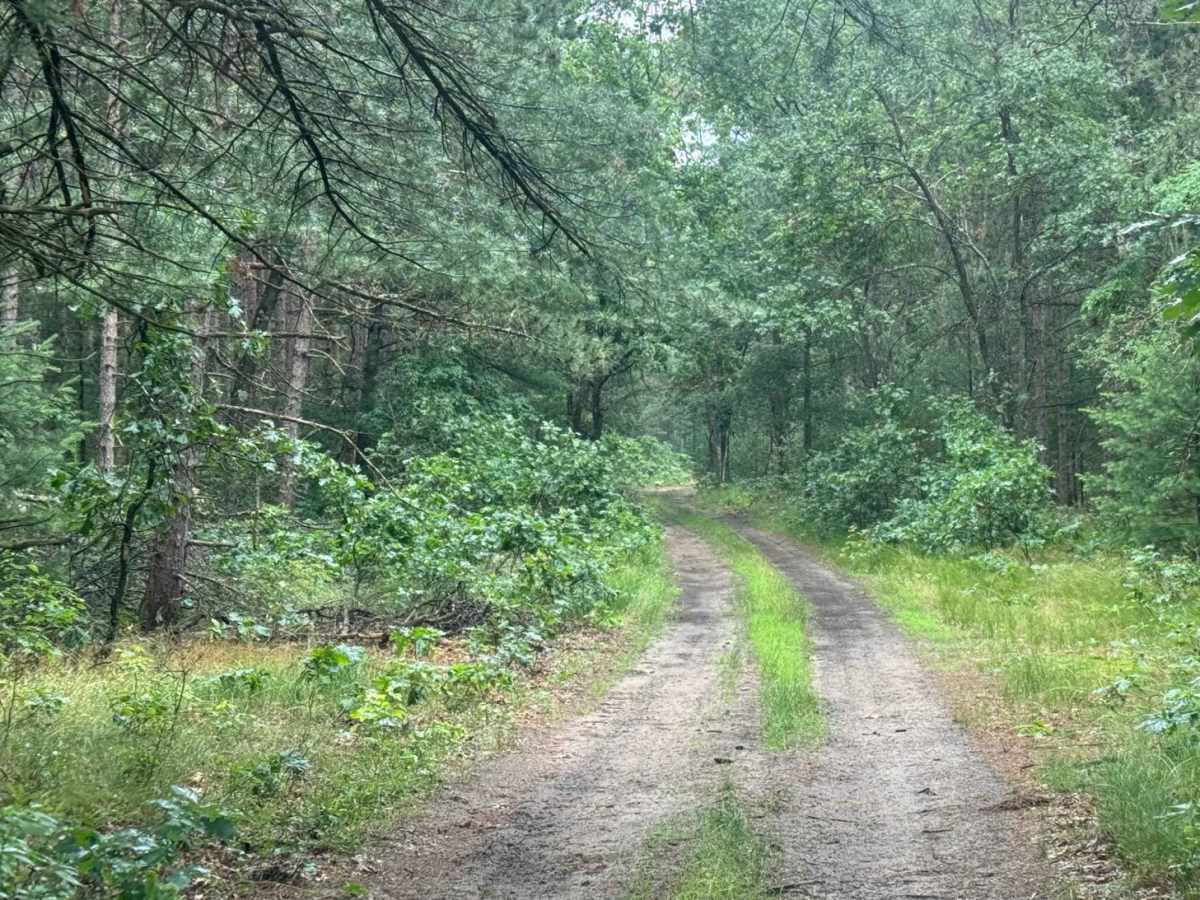 Forest Route 9191 photo 3