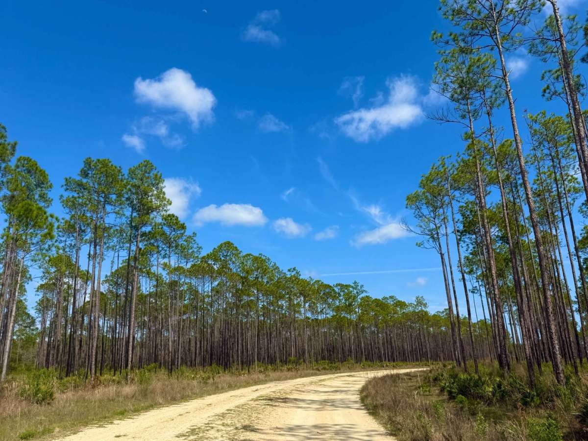 Forest Highway 13 East photo 6