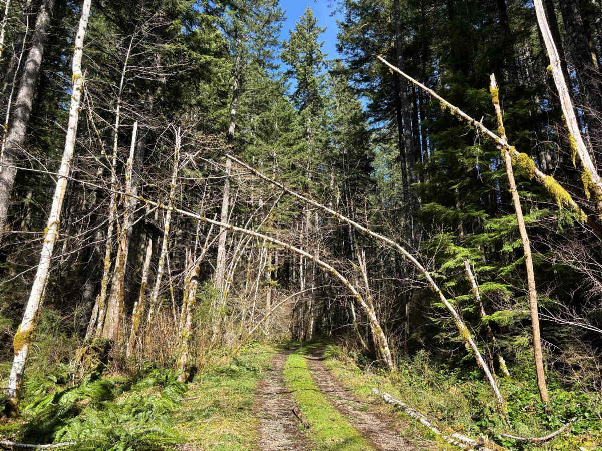 Agency Creek Road photo 5