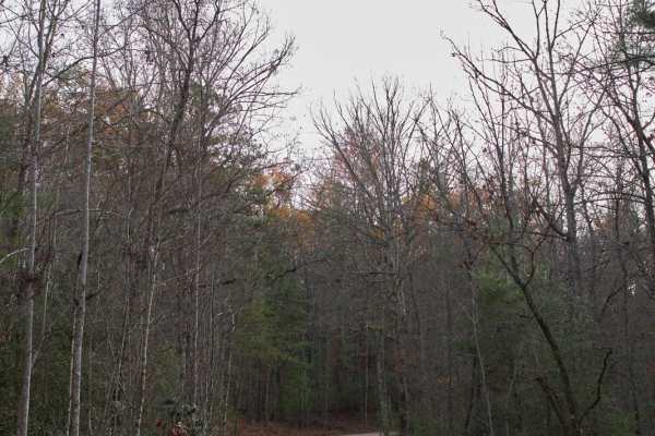 Chattooga River - FSR 769