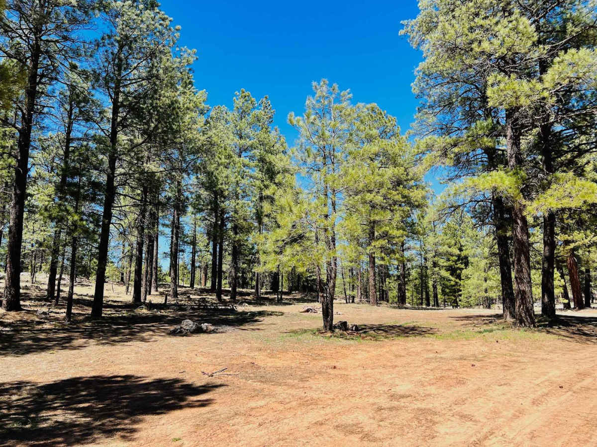 Clear Creek Pines Loop photo 4