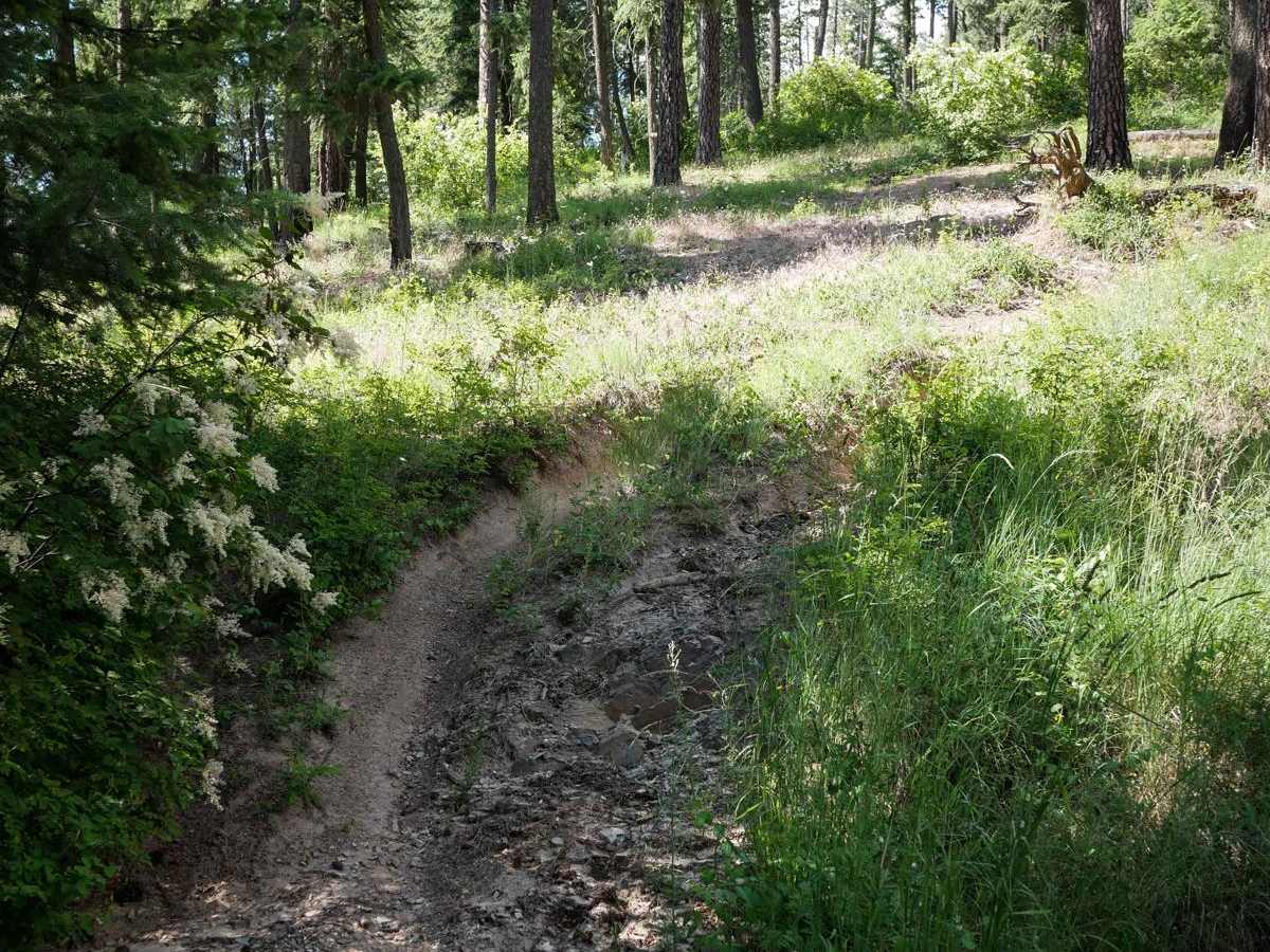 Canfield Mountain- Trail 5 photo 3