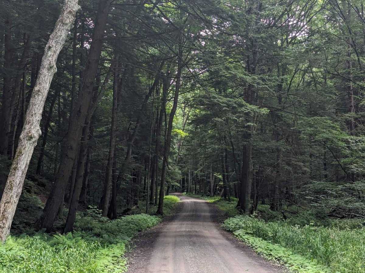 Shanerburg Road photo 2