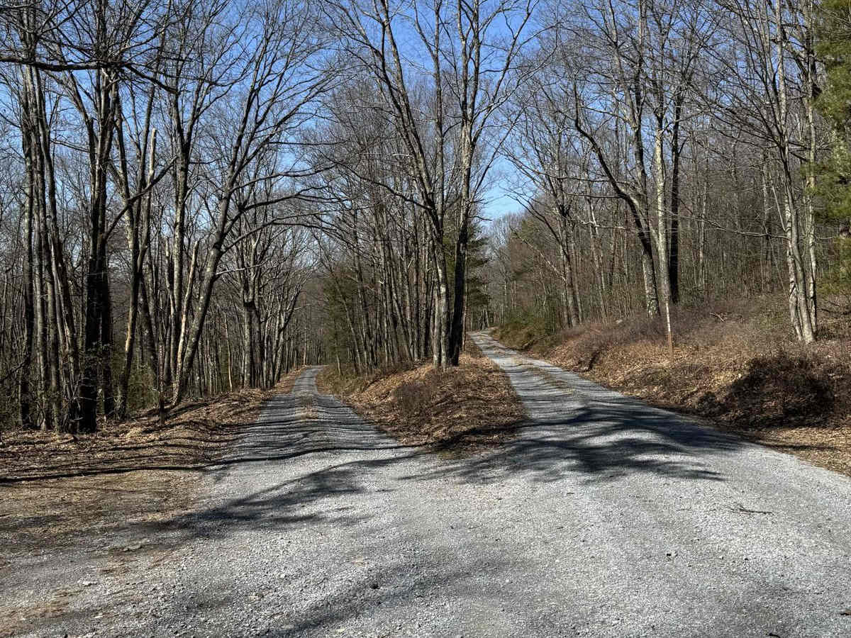 First Fork Road trail photo