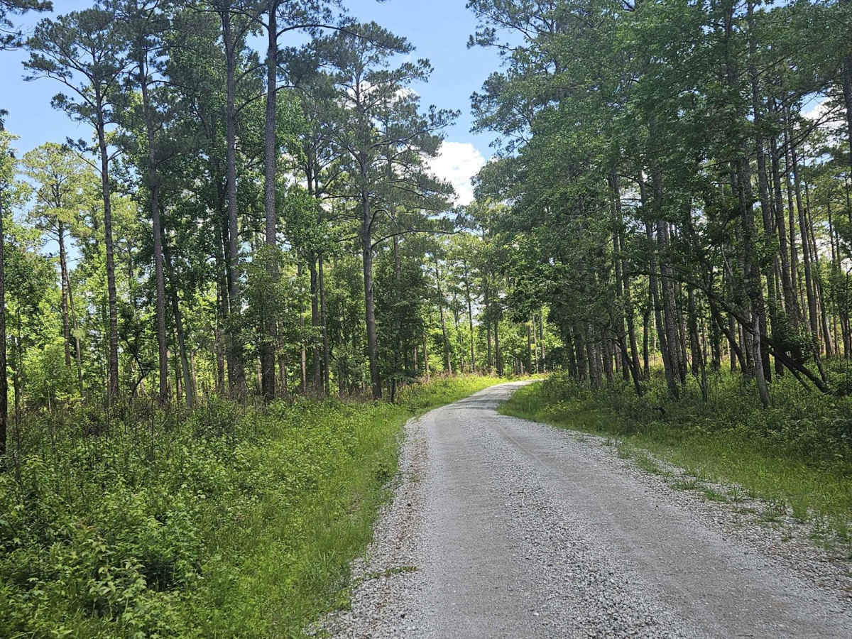 Southwest Croatan National Forest Loop photo 5