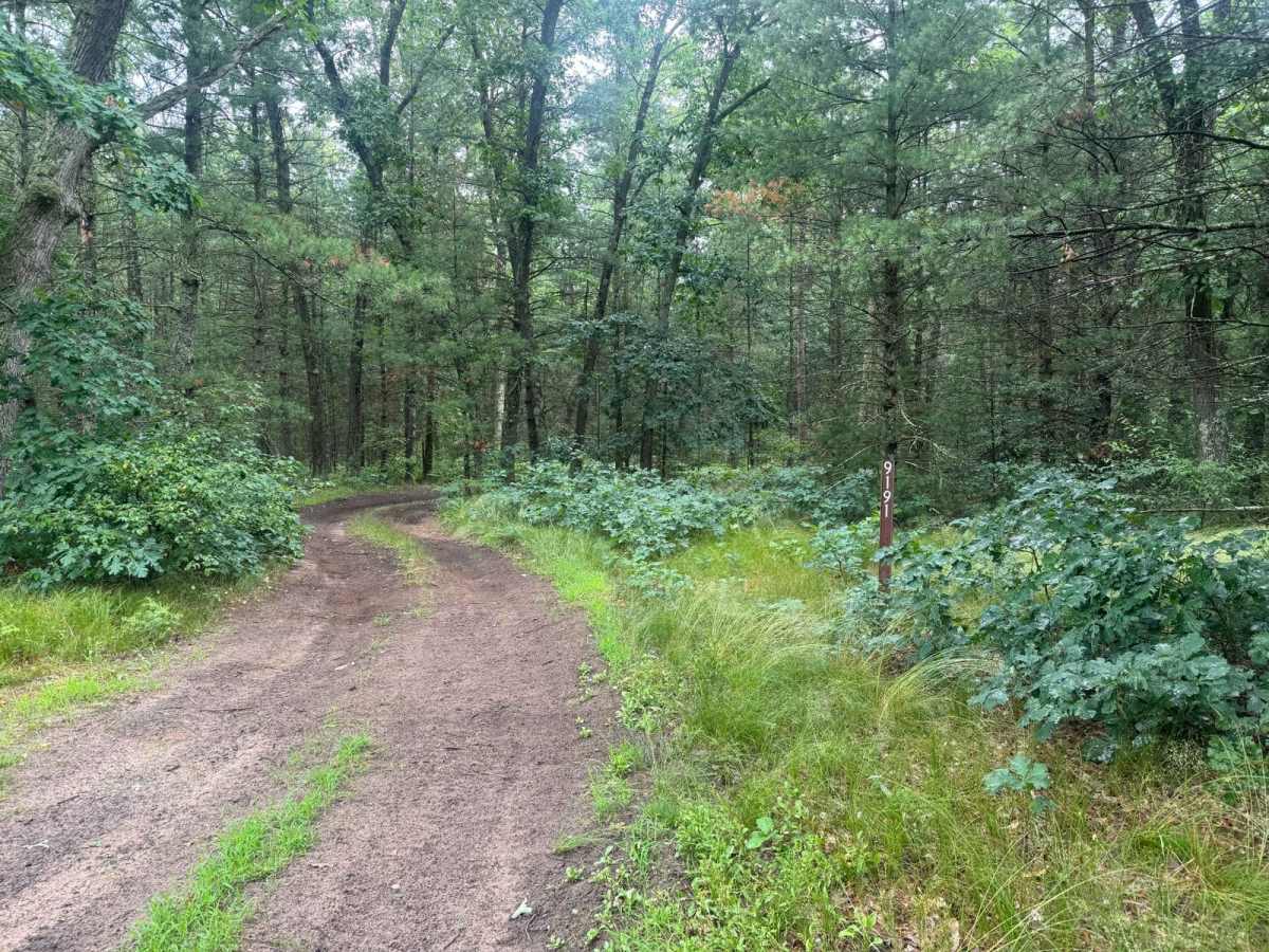 Forest Route 9191 trail photo