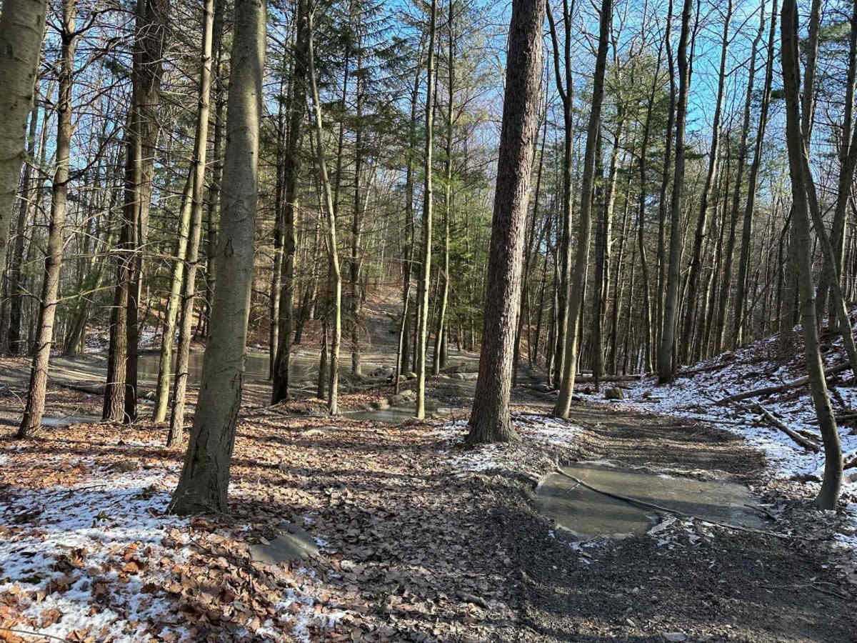 Locust Gap 36 photo 3