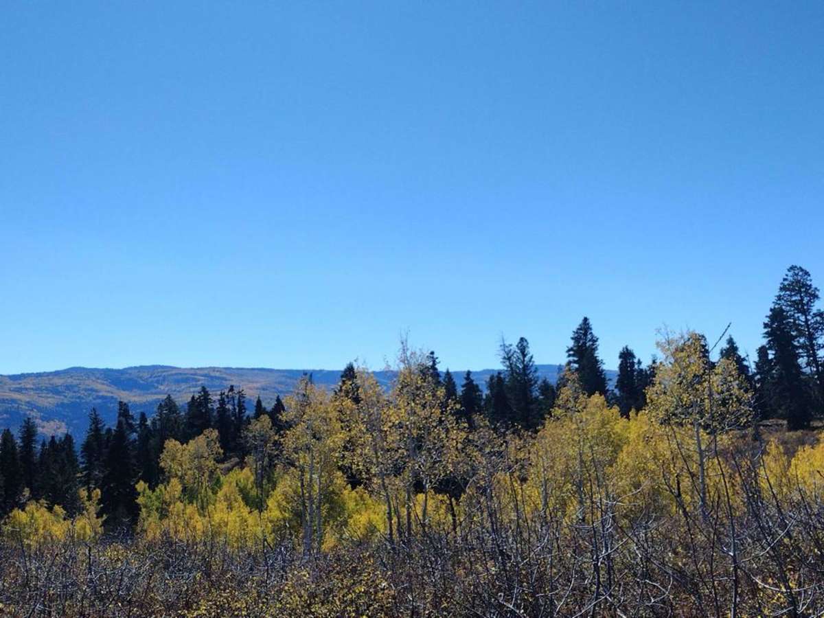 Cedar Hollow OHV Trail FS 80203 photo 3
