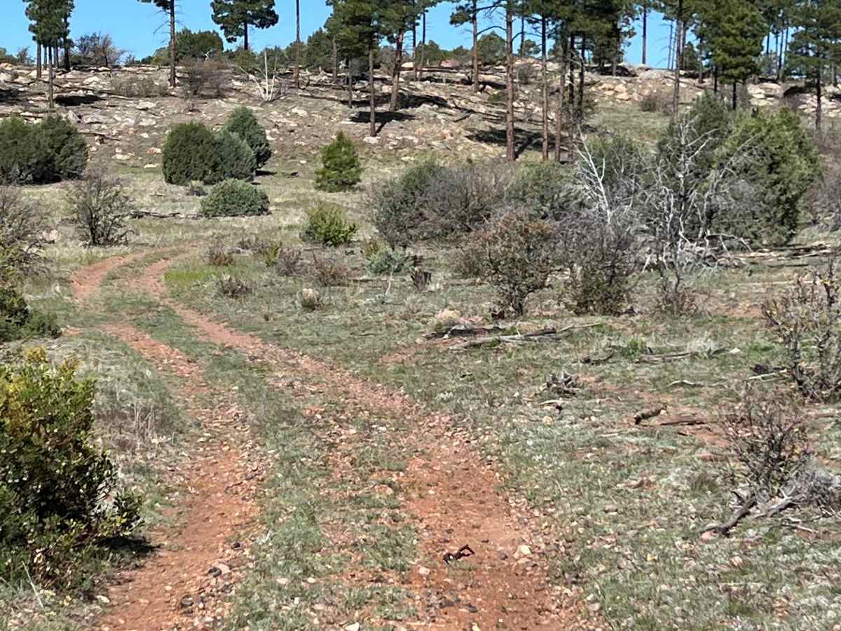 General Crook Trail trail photo