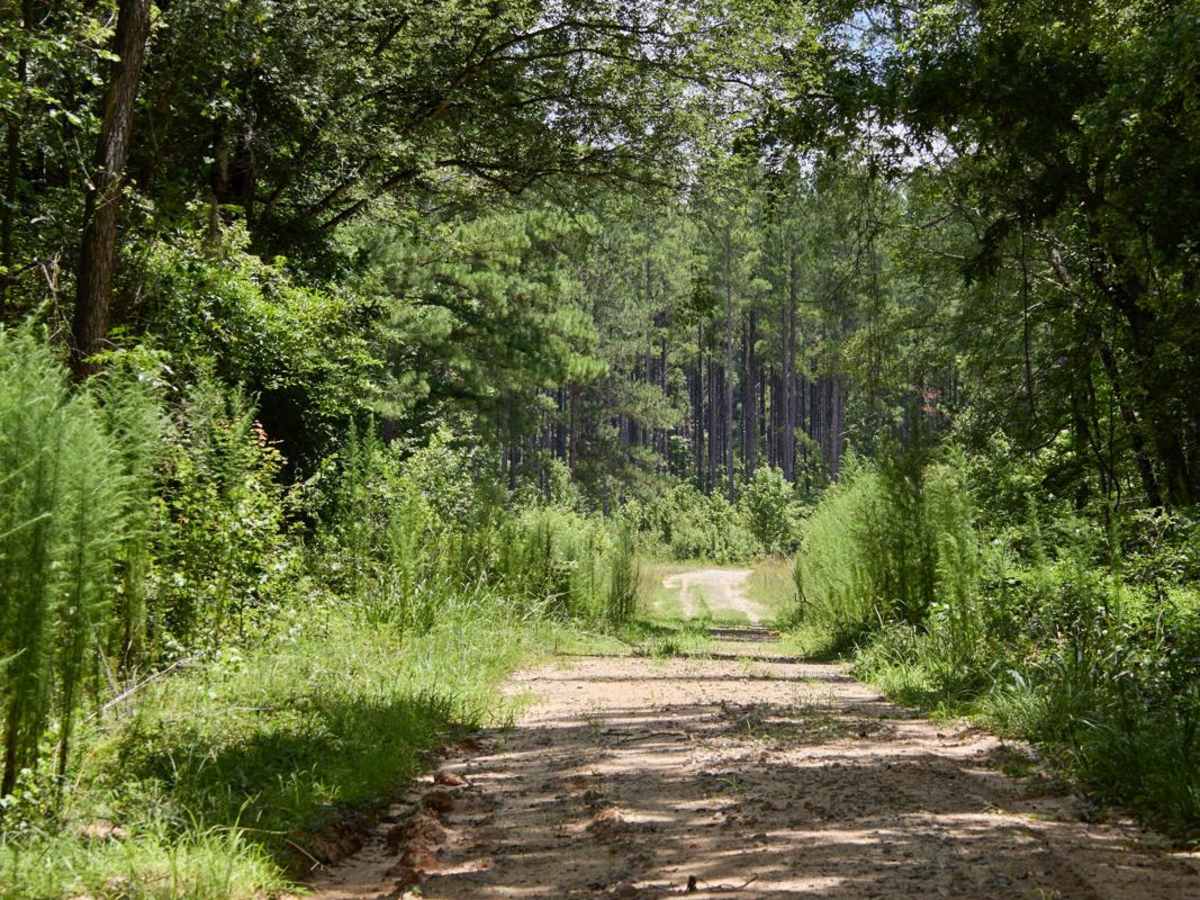 Haskell Barony Swamp Trail trail photo