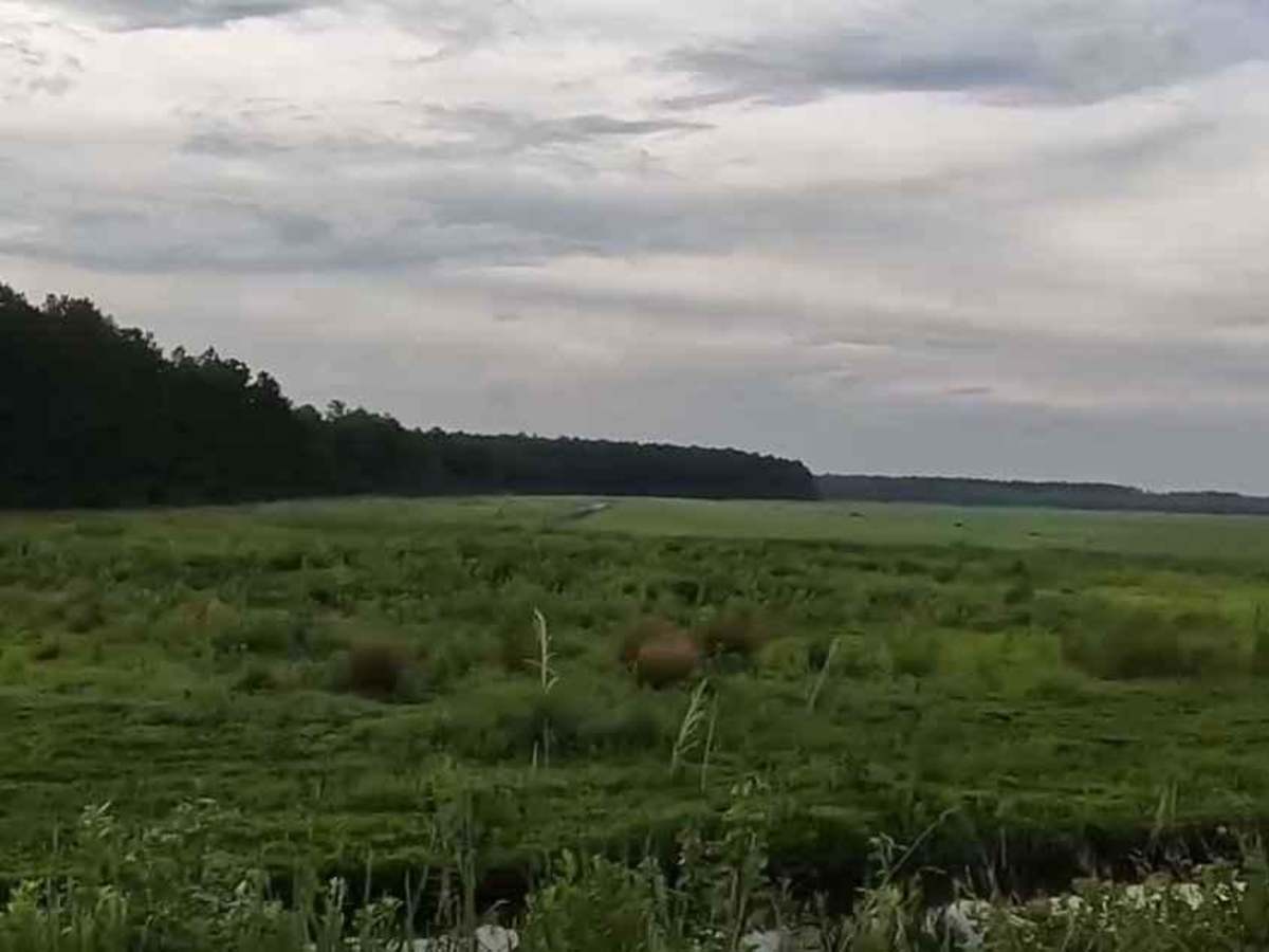 Alligator River National Wildlife Refuge trail photo