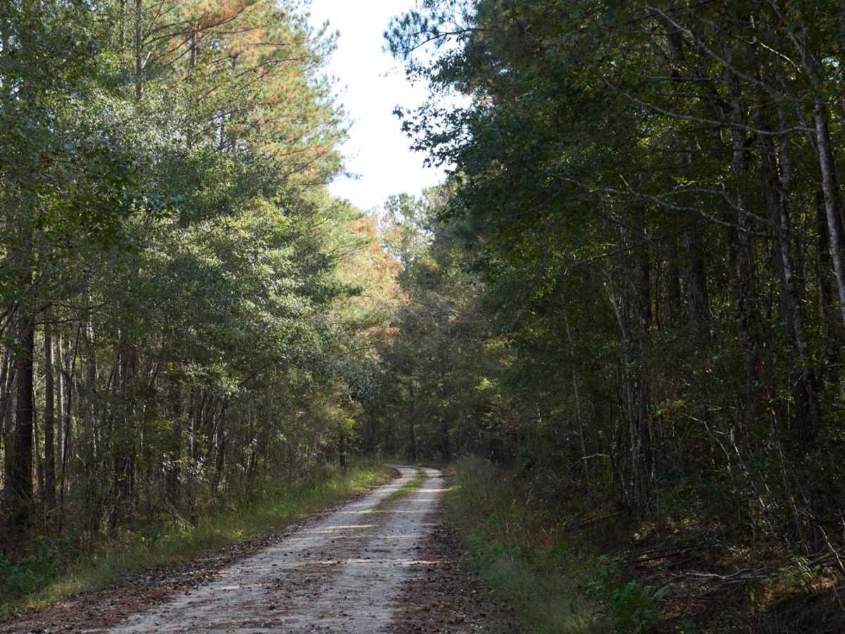 Walleye - FSR 110 trail photo