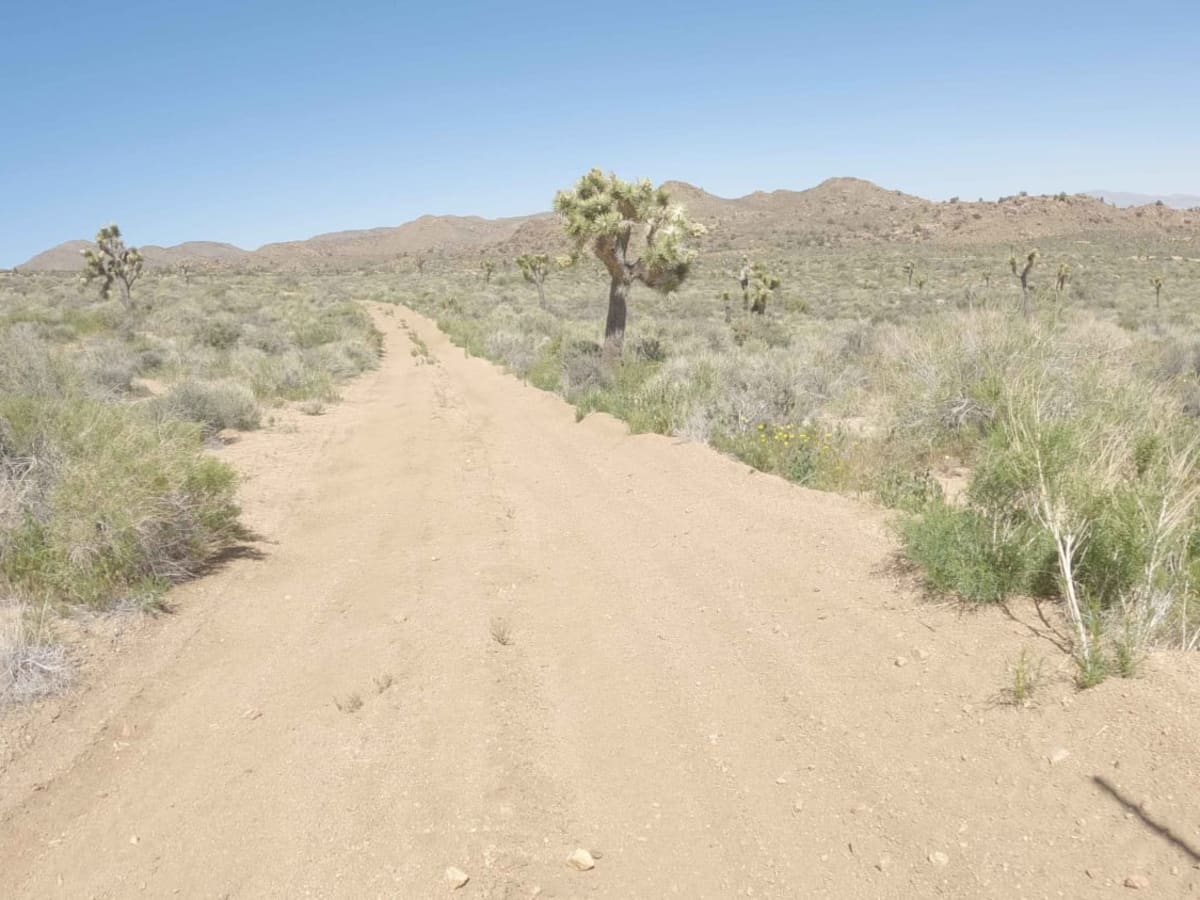 Spur - BLM C2317 photo 2