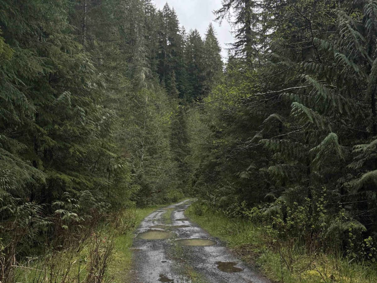 Wildcat/Nisqually Loop Trail photo 4