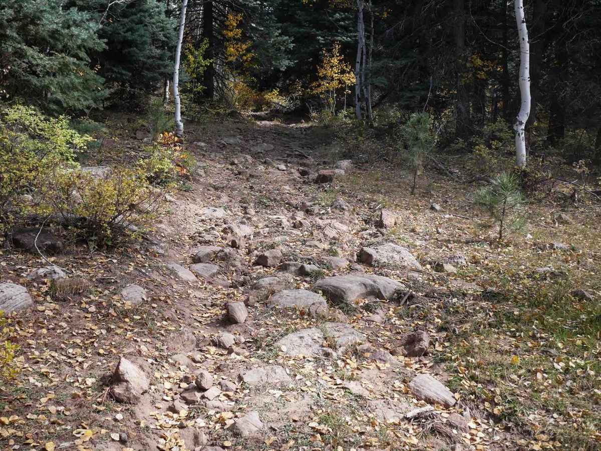 Jungle Connect trail photo