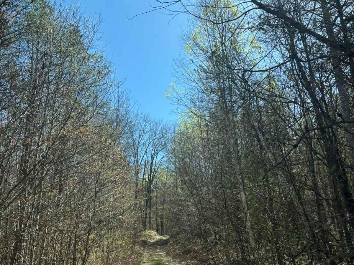 Forest Road 2073 photo 4